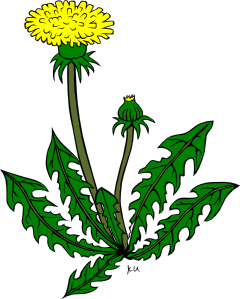 pupava.png