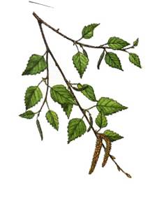 breza3.jpg